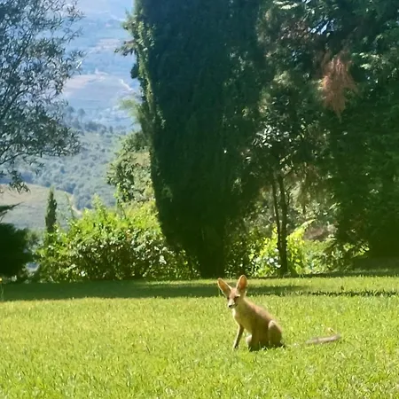 Casa Feitorias Douro Valley 公寓