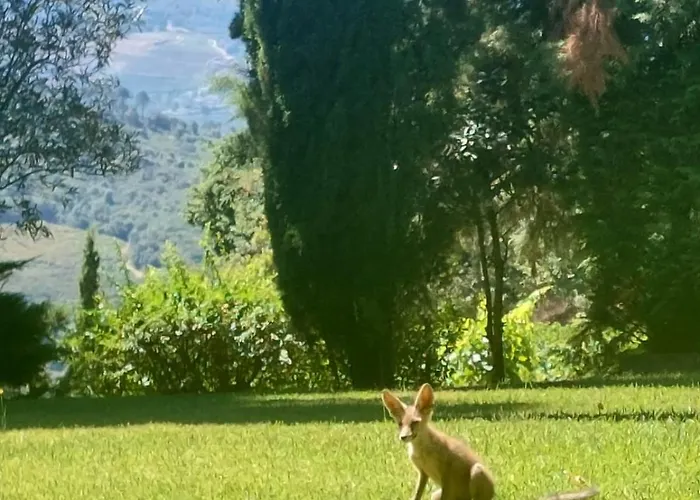 Casa Feitorias Douro Valley Apartment